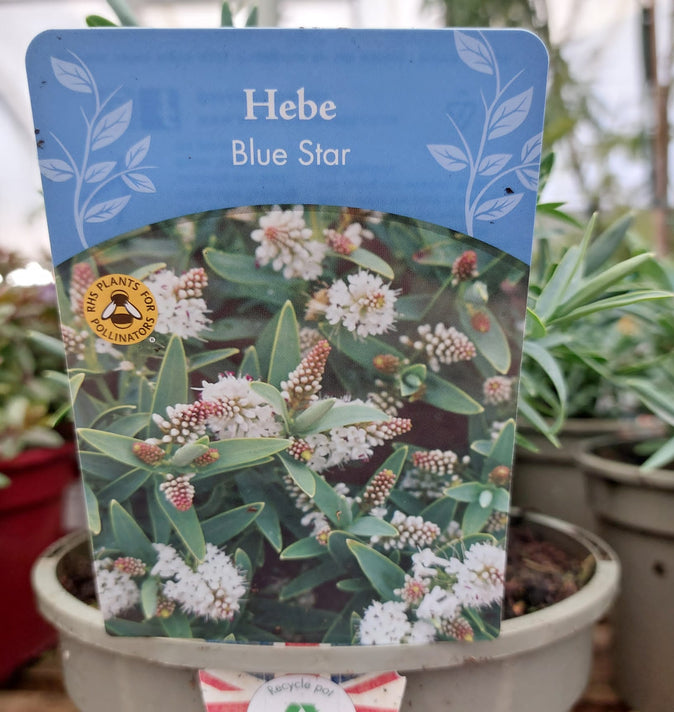 Hebe Blue Star 2L