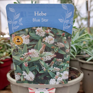 Hebe Blue Star 2L