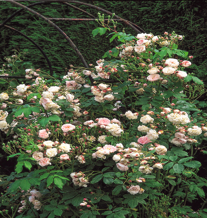 David Austin Blush Noisette Rose 6L