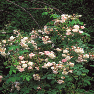 David Austin Blush Noisette Rose 6L