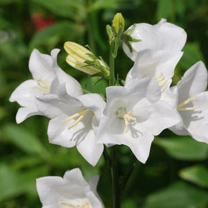 Campanula Genti White 2L
