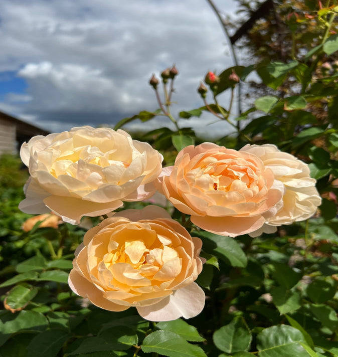 David Austin Dannahue Rose 6L