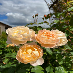 David Austin Dannahue Rose 6L