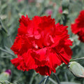 Dianthus Pinks Devon Lady In Red 1L