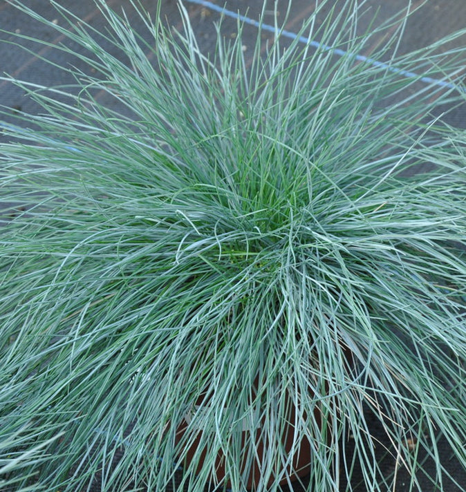 Festuca Glauca 'Intense Blue'  17 cm