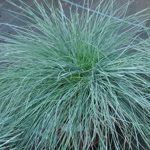 Festuca Glauca 'Intense Blue'  17 cm