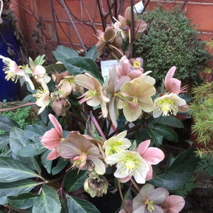 Hellebore Maestro 2L