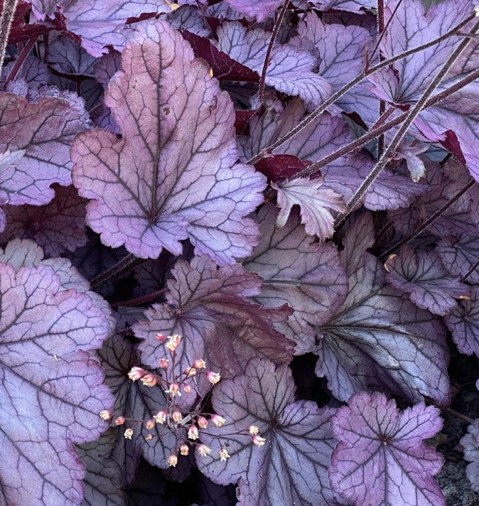 Heuchera Huckleberry  2L