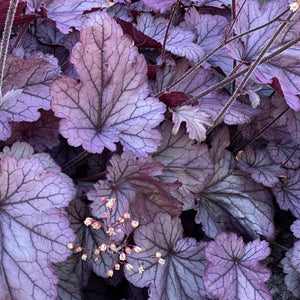 Heuchera Huckleberry  2L