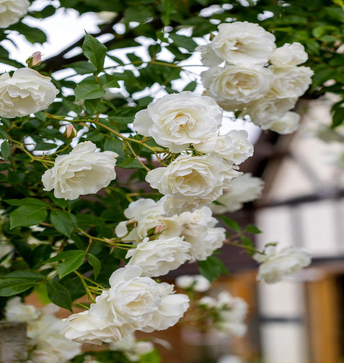 David Austin Iceberg Clg Rose 6L
