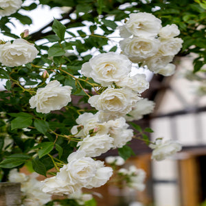 David Austin Iceberg Clg Rose 6L