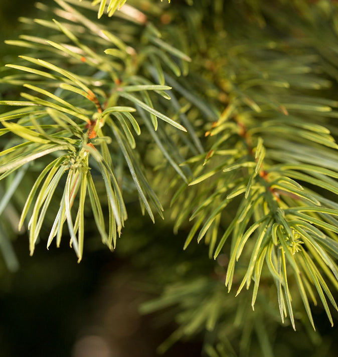 Kensington Fir Slim 6.5ft Pre-Lit (A6)