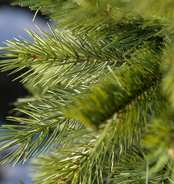 Kensington Fir Slim 7.5ft Un-Lit (A7)