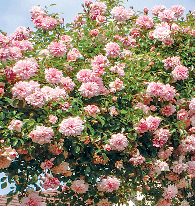 David Austin Paul Noel / Paul Transon Rose 6L