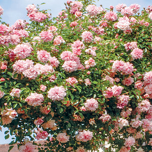 David Austin Paul Noel / Paul Transon Rose 6L