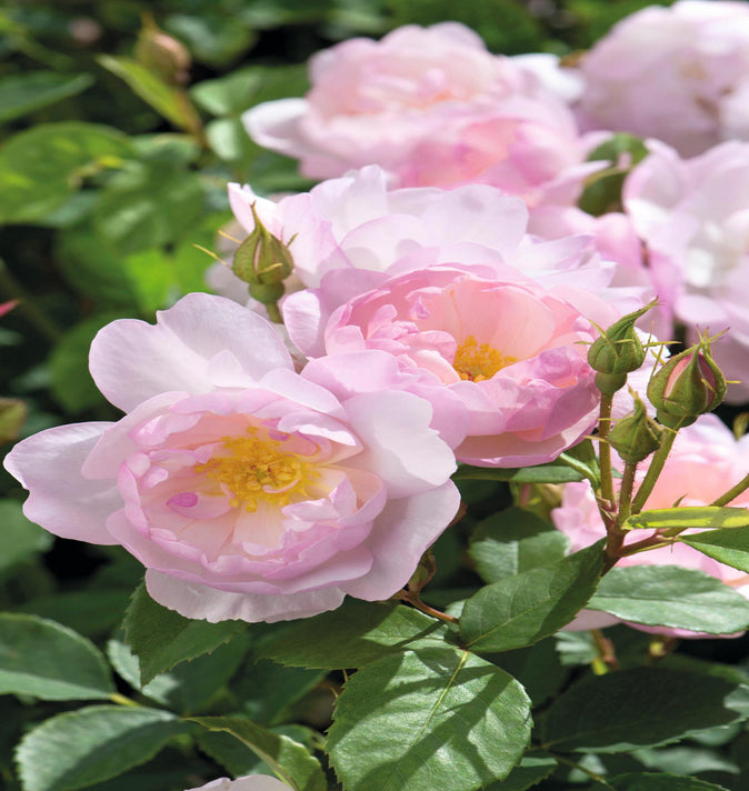 David Austin Scarborough Fair Rose 6L