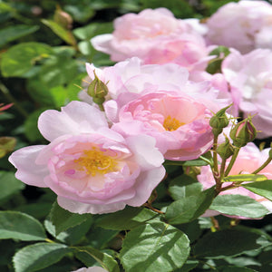 David Austin Scarborough Fair Rose 6L