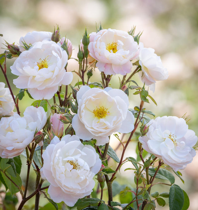 David Austin David Beckham Rose 6L