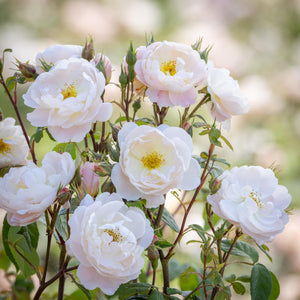 David Austin David Beckham Rose 6L