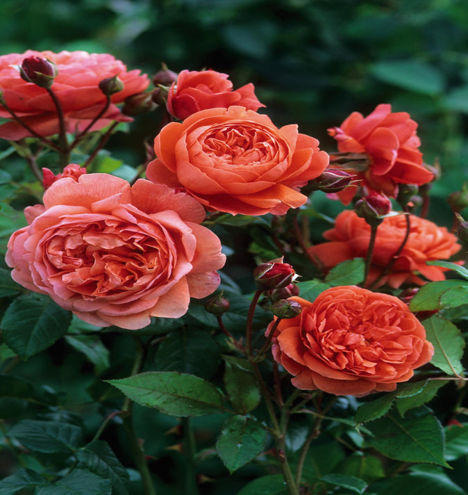 David Austin Rose Summer Song 6L