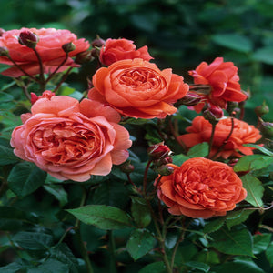David Austin Rose Summer Song 6L