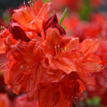 Rhododendron Gertrude Schale 3L