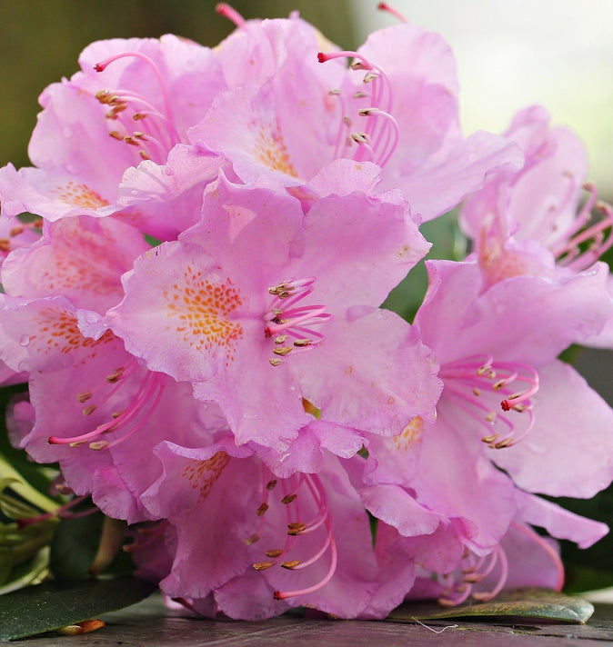 Rhododendron Polaris 3L