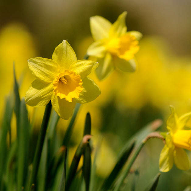 Daffodil Picking at Woodborough
