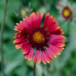 Gaillardia Mesa Red 1L