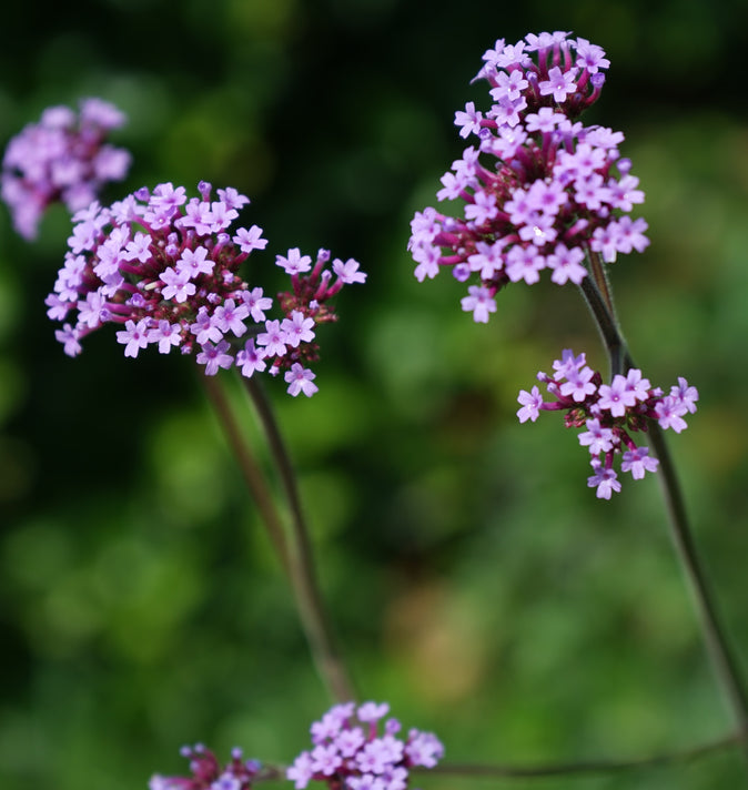 Verbena Bonariensis 2L