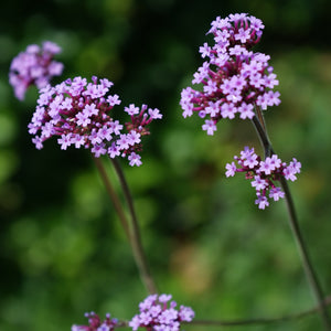 Verbena Bonariensis 2L