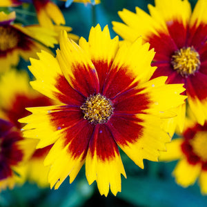 Coreopsis Calypso