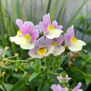 Nemesia Peaches n Cream 2L
