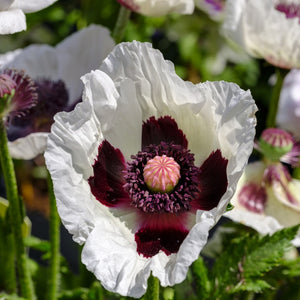 Papaver Royal Wedding 3L