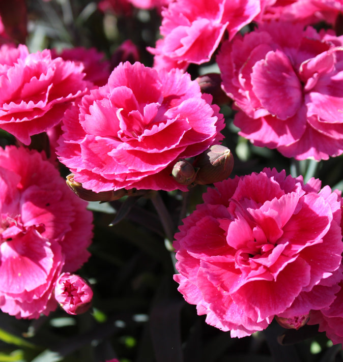 Dianthus Tickled Pink 1.5L