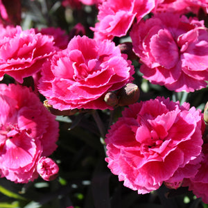 Dianthus Tickled Pink 1.5L