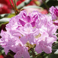 Rhododendron Snipe 3L