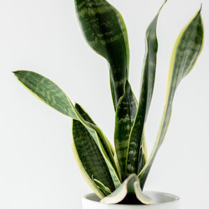 Sansevieria Trifasciata (Snake Plant) 17cm