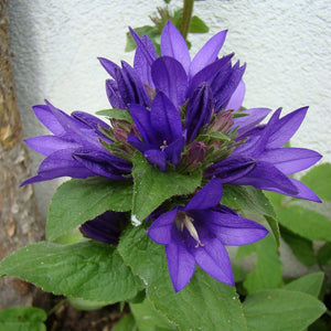 Campanula Genti Blue 2L