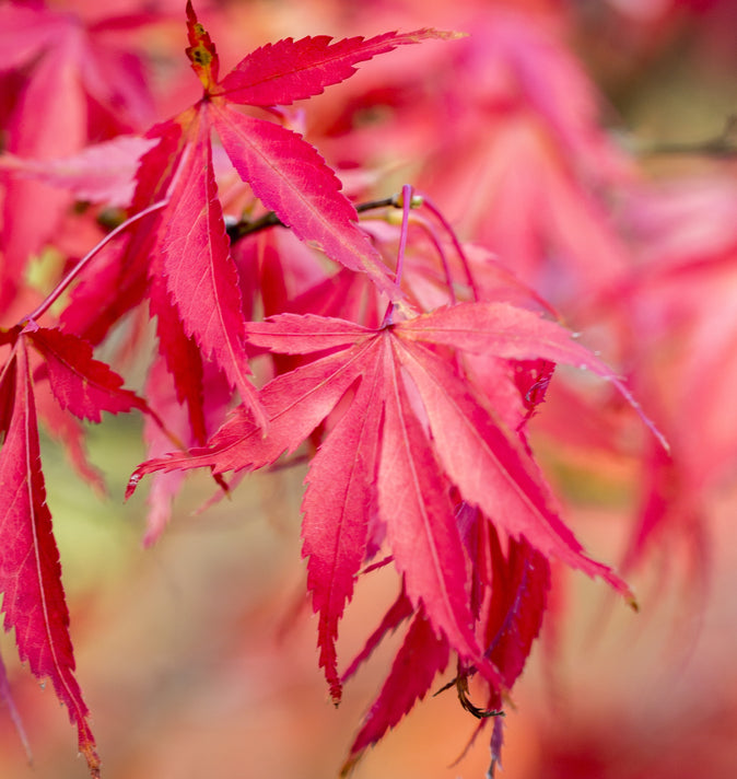 Acer Pal Wakehurst Pink 3L