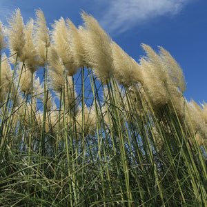 Cortaderia Sell Splendid Star