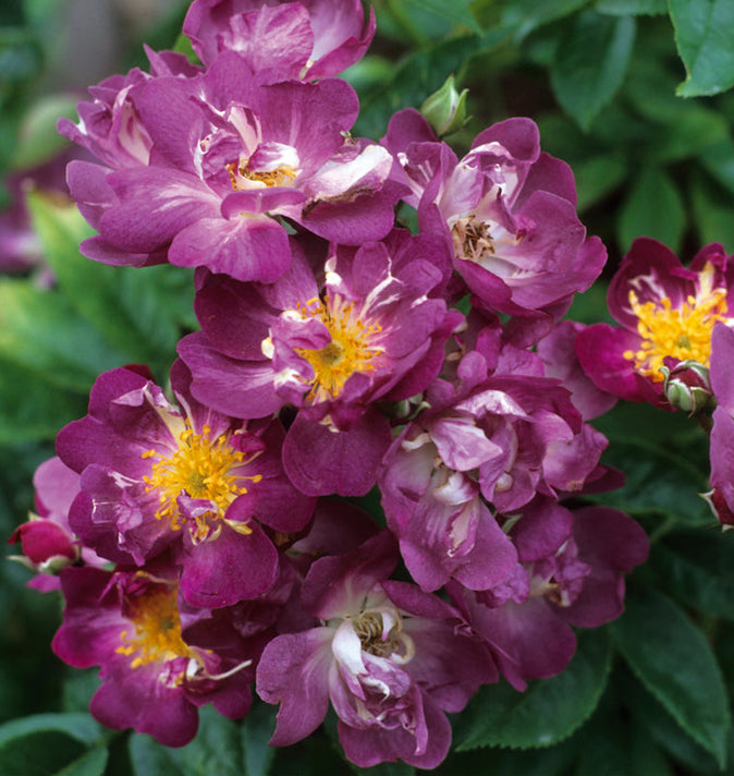 David Austin Veilchenblau Rambling Rose 6l