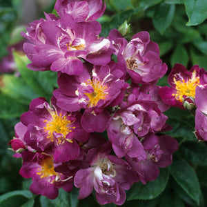 David Austin Veilchenblau Rambling Rose 6l