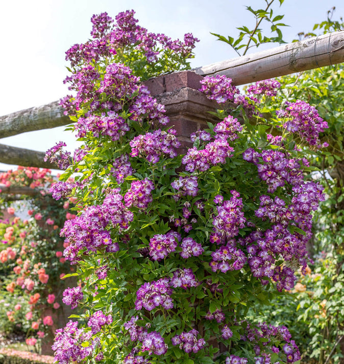 David Austin Veilchenblau Rambling Rose 6l