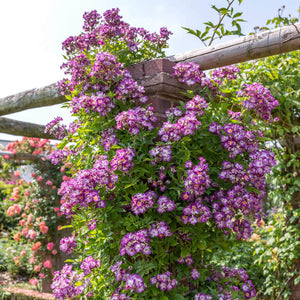 David Austin Veilchenblau Rambling Rose 6l