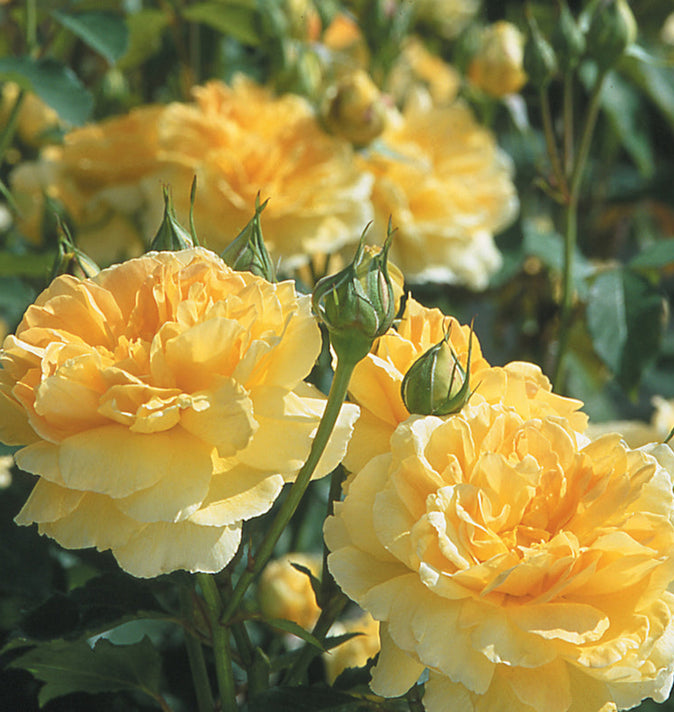 David Austin Molineux Shrub Rose 6L