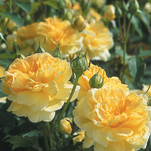 David Austin Molineux Shrub Rose 6L