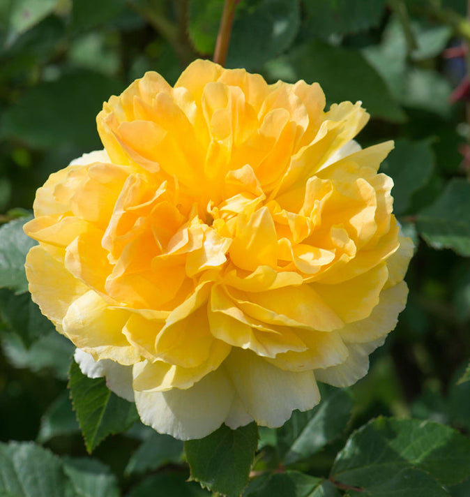 David Austin Molineux Shrub Rose 6L