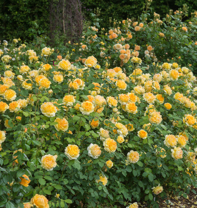 David Austin Molineux Shrub Rose 6L