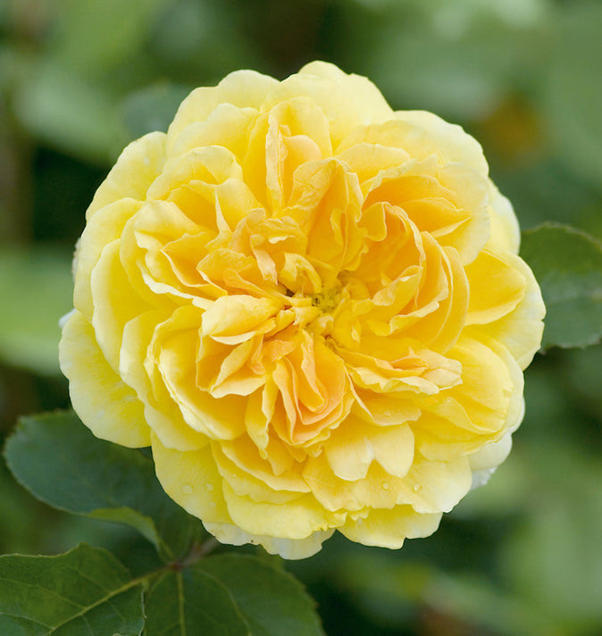 David Austin Molineux Shrub Rose 6L